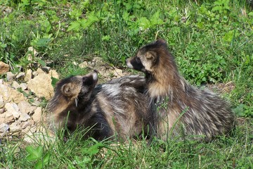 Two brown  raccoons © E-lona