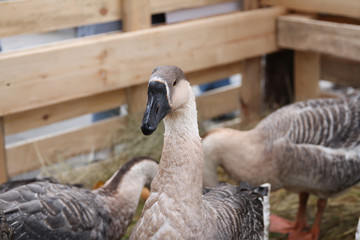 portraits of geese living on a farm
