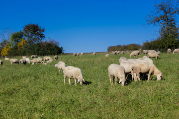 Obraz na płótnie Canvas Flock of sheep kept biologically in a meadow / Flock of sheep with male animalsto these are called Bock or Aries and female sheep