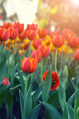 Beautiful tulips in the morning light.