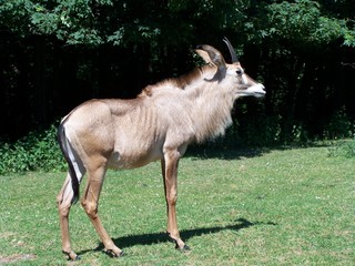 A male brown antelope © E-lona