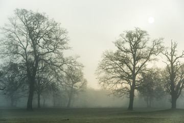 At dawn waiting for spring ...