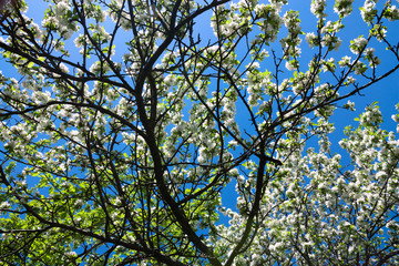 Blossoms branch apple tree