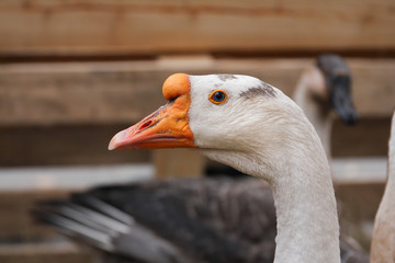 Fototapeta premium portraits of geese living on a farm 