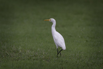 Intermediate egret