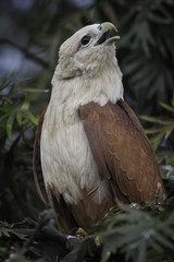 Brahminy kite