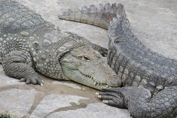 Crocodiles on a stone © E-lona