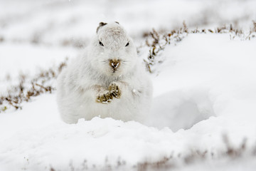 Mountain Hare (Lepus Timidus) moving snow to feed © Karen Miller