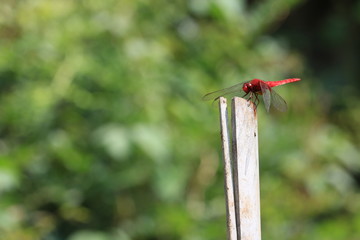 赤とんぼ