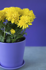 Yellow chrysanthemum in violet flowerpots on violet background.