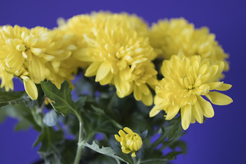 Yellow chrysanthemum on blue background.