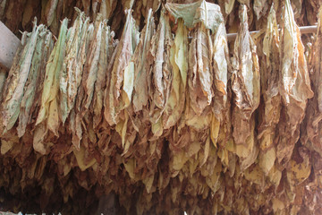 Tobacco leaves drying in the shed