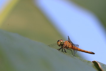 Close up the orange dragonfly on green leaf