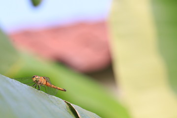 Close up the orange dragonfly on green leaf