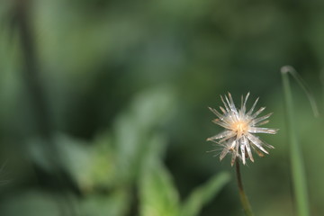 Close up grass flower on green background