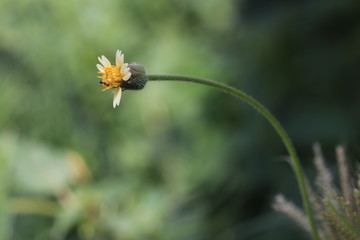 Close up grass flower on green background