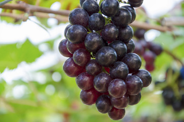 Grapes in the vineyard