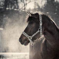 Cute Pony © Petri