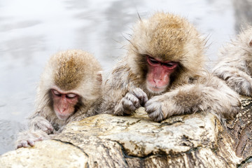 Cute japanese snow monkeys sleeping in a hot spring. Nagano Prefecture, Japan.