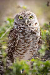 Burrowing Owl
