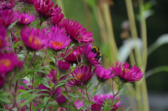 Herbstastern mit Hummel