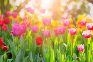 Beautiful tulips in the morning light.