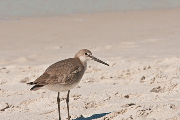 front view of a single baird's sandpiper, seabird, walking on a sandy beach, searching for the next meal on the tropical Gulf of Mexico , sunny, warm, winter mid day