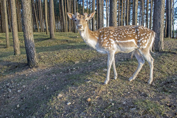 Close-up of spotted deer. Sika deer or spotted deer or Japanese deer (Cervus nippon).