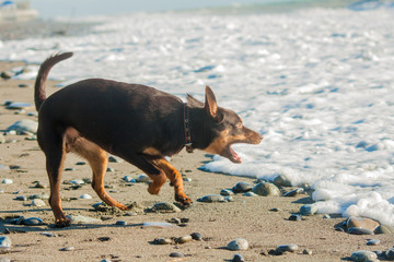 On the beach near the water plays a young Australian kelpie