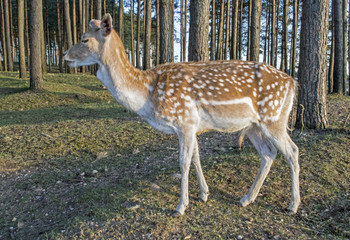 Naklejka na ściany i meble Close-up of spotted deer. Sika deer or spotted deer or Japanese deer (Cervus nippon).