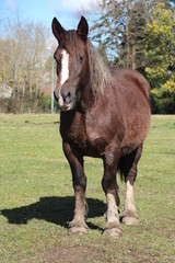 Fototapeta premium Cheval marron foncé 1