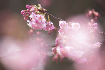 Pink sakura