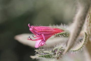 a red and green flower