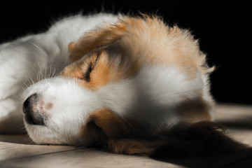young cute and sweet Cavalier puppies (white and black) lying 