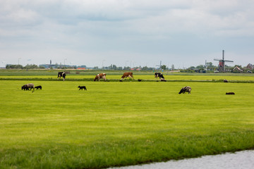 Cows and sheep on Dutch a grassland.