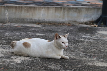 Close up an adorable white cat lying on the ground