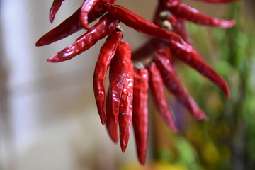 Corona di peperoncini Calabresi