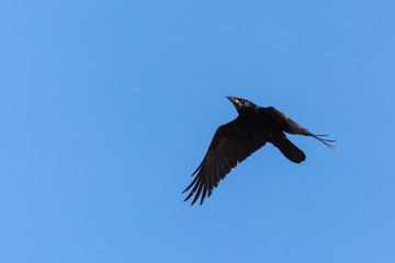 A Black Crow Ascending to the Blue Skies