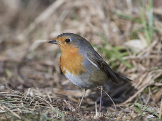 European robin (Erithacus rubecula)