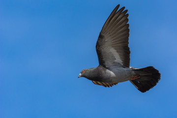 Obraz premium A Pigeon Flying with Its Larger-Than-Life Wings
