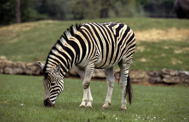 Fototapeta na wymiar Zèbre de Burchell, femelle et jeune, Equus quagga, Parc national Kruger, Afrique du Sud