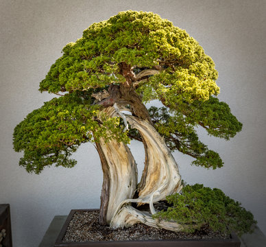 Bonsai Images – Browse 56,792 Stock Photos, Vectors, and Video