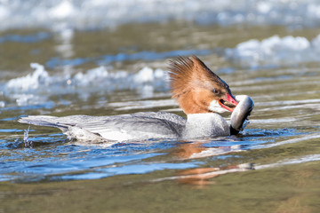Goosander