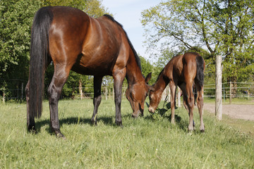 Mare and foal eat grass