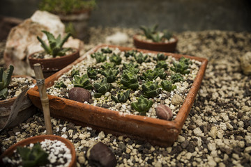 little mini succulents are grown in a pot
