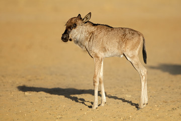 A young blue wildebeest calf (Connochaetes taurinus), Kalahari desert, South Africa.