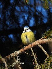 blue tit sitting on a branch