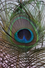 Obraz premium павлинье перо