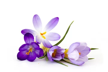 Deurstickers Krokussen krokus - een van de eerste lentebloemen