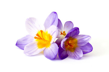 Fototapeta na wymiar crocus - one of the first spring flowers